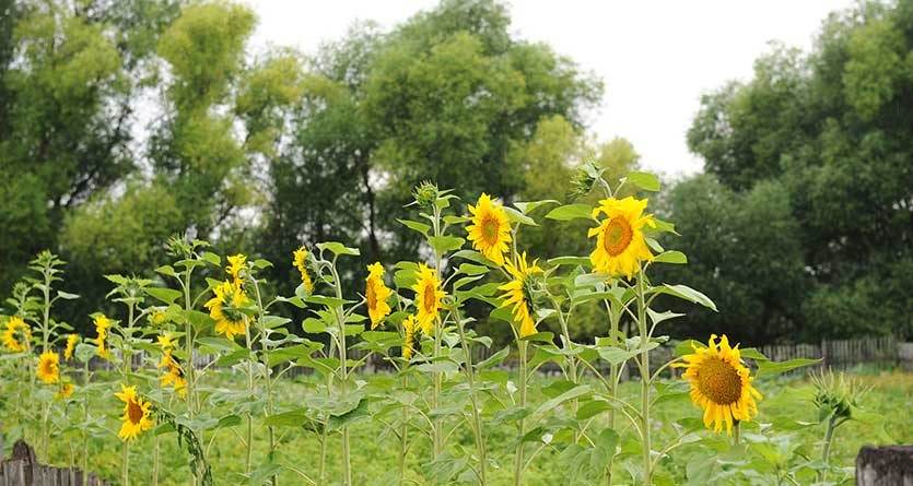 Sunflowers