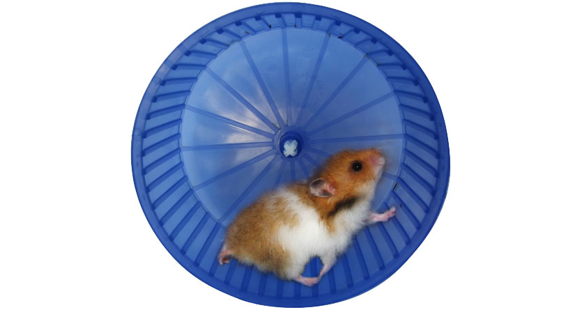 Mouse on a Wheel