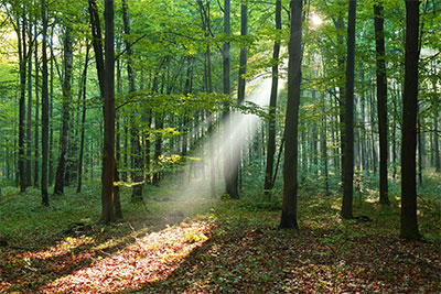 Forest