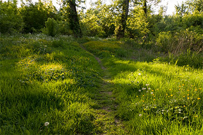 Path